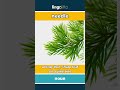 needle - a long, thin, sharp leaf on a... video thumbnail