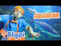 Blippi Visits An Aquarium Florida Blippi Full Episodes Animal Videos For Kids Blippi Toys