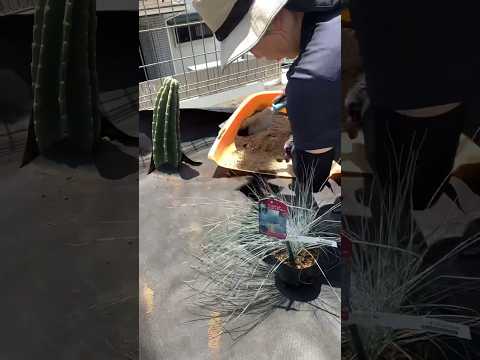 ドライガーデンにどの植物を選ぶべきか - アイデアと役立つアドバイス  庭園