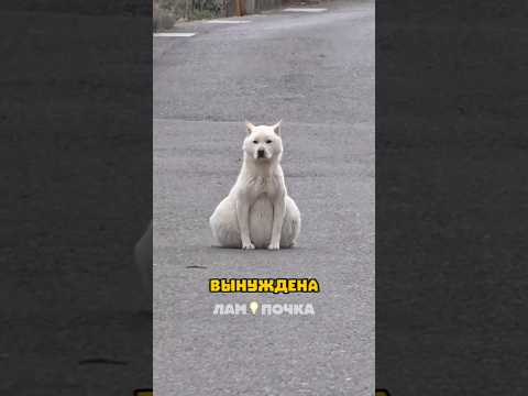 Все думали, что эта собака беременна. Но её огромный живот оказался смертельной болезнью! #животные