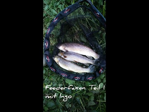 Feederfaxen mit Ingo (Teil 1) Futterkorb Inlinefutterkorb Forellen Feedern