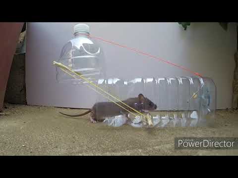 Mouse trap/Rat Trap(Mi ugula)