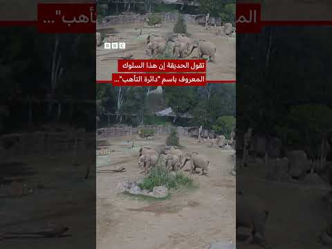 فيديو | فيلةٌ تحمي صغارها