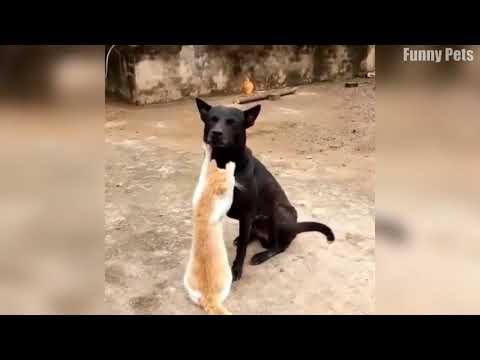 ЦЕЛЫЙ ЧАС СМЕХА Я ВАМ ГОРАНТИРУЮ ЖИВОТНЫЕ КОТЫ СОБАКИ И ДРУГИЕ ЖДУ СМЕХА И ПОДНЯТИЯ НАСТРОЕНИЯ