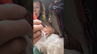 Zahnpflege Hund Emmi-Pet Orozyme und andere Tricks Zahnstein lösen Geruch entfernen