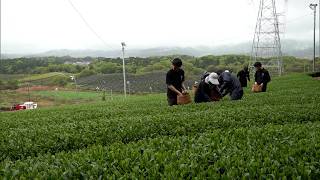 4月27日【びわ湖放送ニュース】新茶シーズン到来　甲賀市で茶摘み始まる　巨大たぬきも茶娘姿でPR