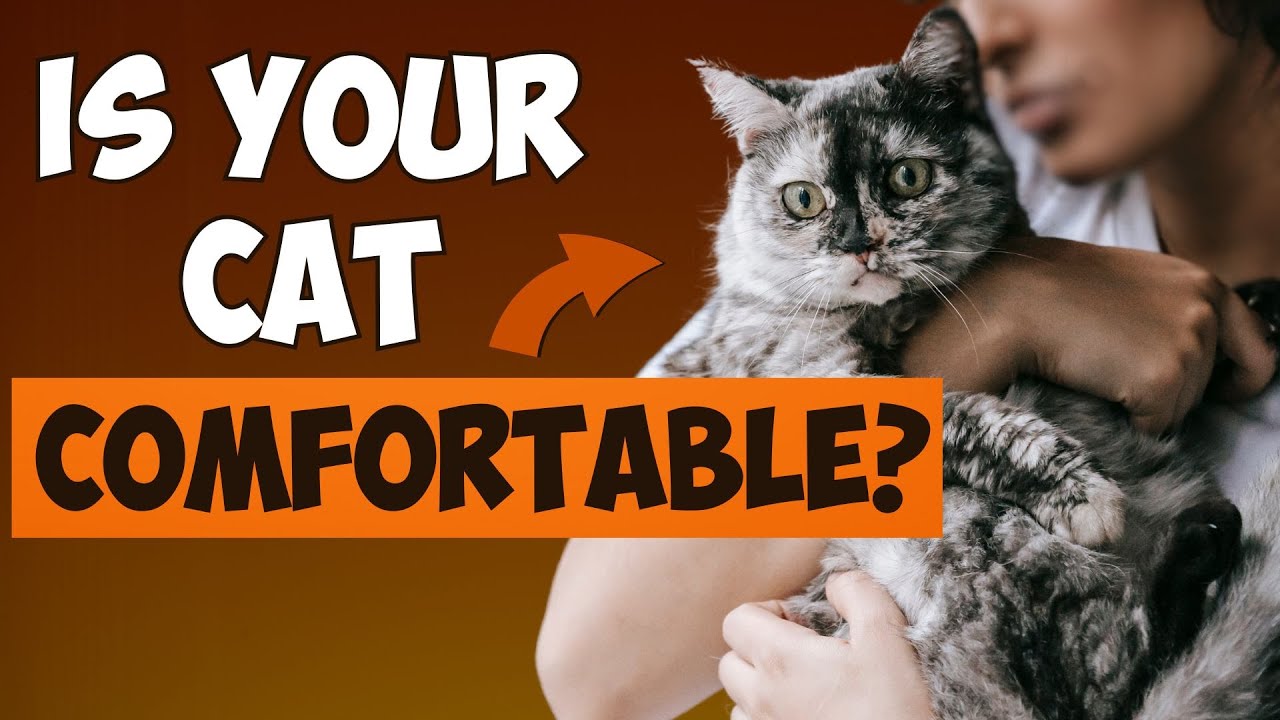 How to know if your cat is comfortable with you