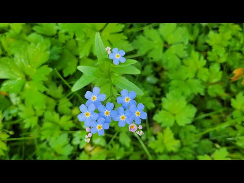 Wildflowers in The Enchanted Forest