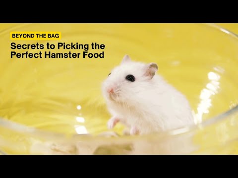 Hamster Feeding Guide: Tailoring Nutrition for Your Tiny Companion 🐹🥕