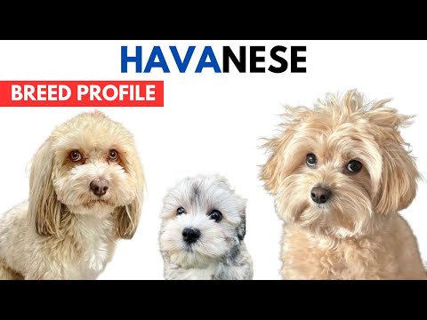 Havanese Dog Breed History |  Havanese Dog Price #AnimalPlatoon