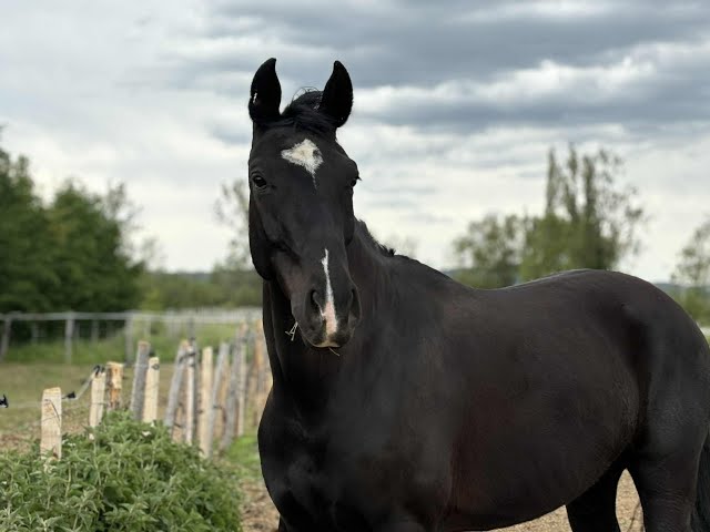 Hongre Dressage par Fursten Look