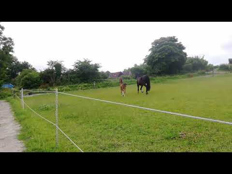 HF v Van Gogh x Ciacomo x Contender