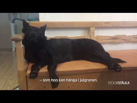 Skájdde älskar renar och Per-Anders har kommit på bästa julklappen