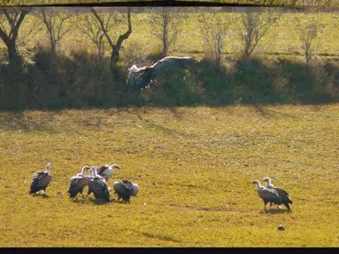 THE LAST BIRDS OF THE PYRENEES in the Corona de los Cuervos de Jaca