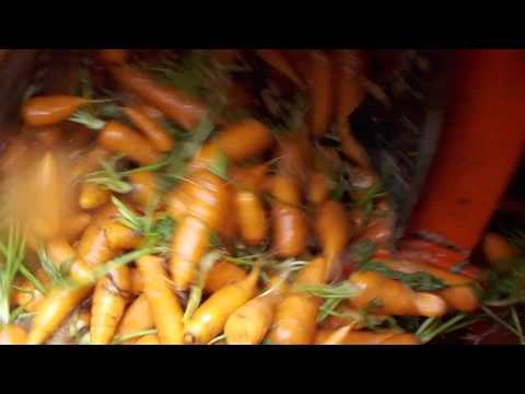 lavado de zanahorias pulidora AFYMAC
