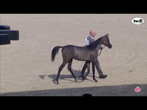 N 7 GHAZWA AL KHASHAB   ERAB Arabian Horse International Show   Filly Foals Class 1A