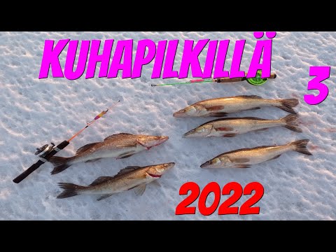 Kuhapilkillä 3 | Pilkillä 2022 | Jasu | Kuha | Kalastus