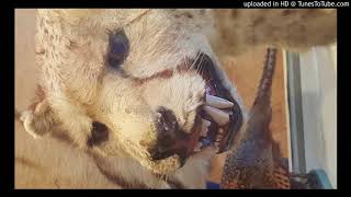Jen Cloher - Fear Is Like A Forest
