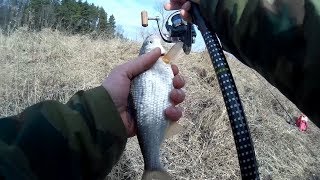 Совет ловля рыбца на шешупени
