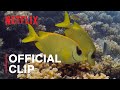 Damselfish from Life in Color with David Attenborough | Netflix
