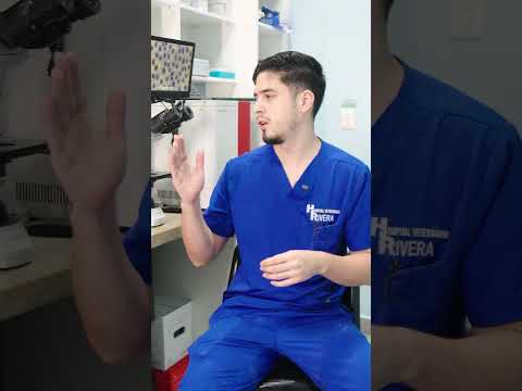 Laboratorio del Hospital Veterinario Rivera