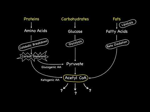 Metabolic Fates of Acetyl CoA