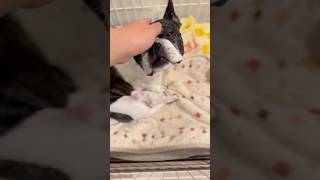 フレブルの寝かしつけ