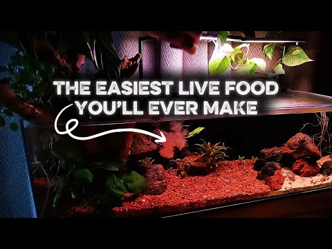 Live Food in 24 Hours | Brine Shrimp Hatchery Guide