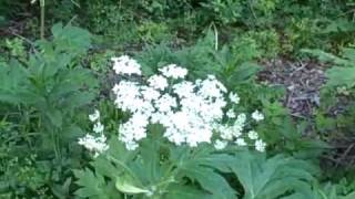 preview picture of video 'Giant Hogweed in Ashtabula County, Ohio'