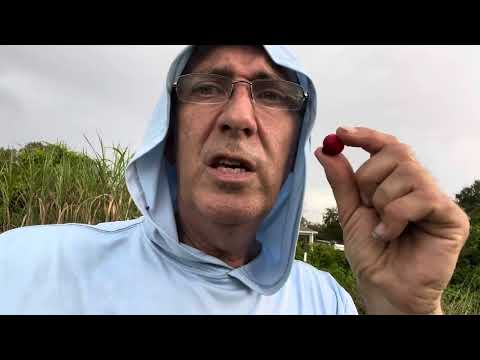 Dr. Davie Red Indian Guava fruit taste test