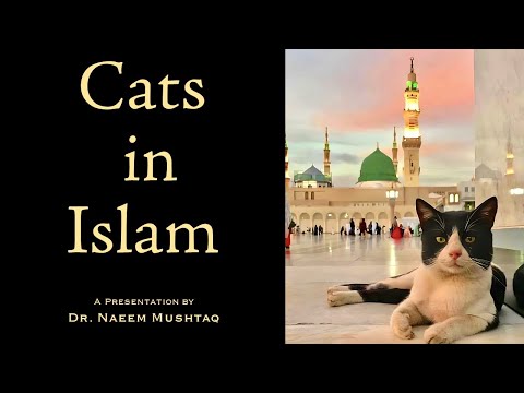 Cats in Islam – The Sacred Companions of Mercy
