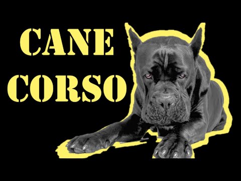 CANE CORSO - Take a second to listen to that ROAR