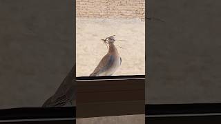 Dove bird|dove sound|dove voice|#dove #birds #foryou #trending