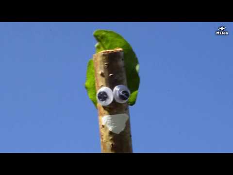 The Sticky Sticky Stick Stick Song - Remix