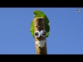 The Sticky Sticky Stick Stick Song Remix