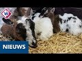 Geboortegolf bij kinderboerderij Zegersloot in Alphen aan den Rijn - OMROEP WEST
