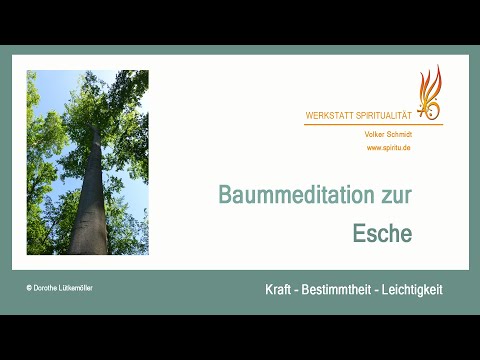 Baummeditation zur Esche