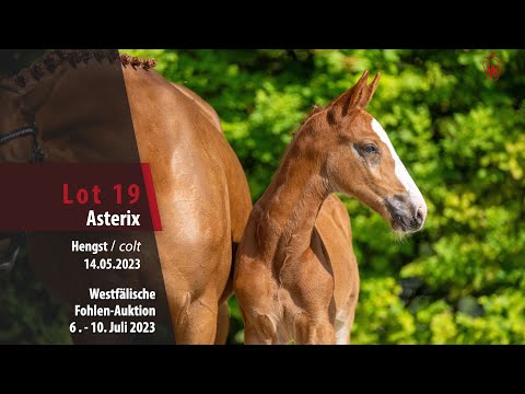 Fohlen-Auktion Lot 19 Asterix Hengst v. Aganix du Seigneur Z -  Andiamo Semilly