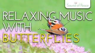 Calming Acoustic Guitar Music with 𝗕𝗨𝗧𝗧𝗘𝗥𝗙𝗟𝗜𝗘𝗦 for Meditation, Sleep, Study, Stress Relief, Calming🦋