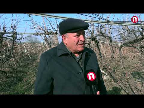 Naxçıvan 2023-2027: Subsidiya və aqrar siğorta - 07.02.2025