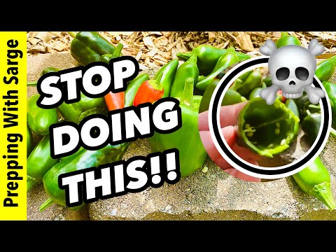 5 Mistakes You Are Making With Your Pepper Plants #gardening #peppers #homesteadingskills
