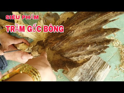 Trầm Cảnh Gốc Bông Nguyên Khối Tự nhiên Siêu Hiếm | Khanh Trầm Hương