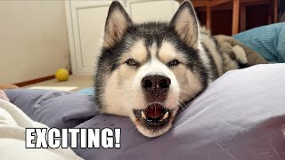 Giving My Husky Exciting News! He Needs Convincing