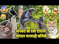 जानवरों की दीवाली पार्ट 1 | Funny Animal Talking Marwadi Comedy Diwali 2020 Spec