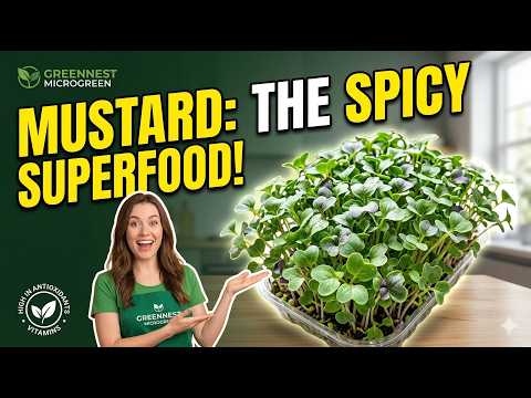 Mustard Microgreens: Benefits, Nutrition & How to Eat | Complete Guide