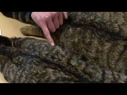 Scottish Wildcat Identification; pure vs hybrid and feral cat