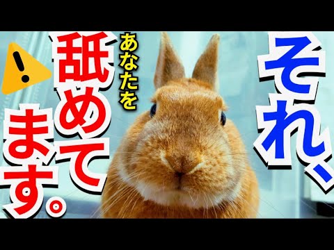 ウサギは飼い主を認識していますか?