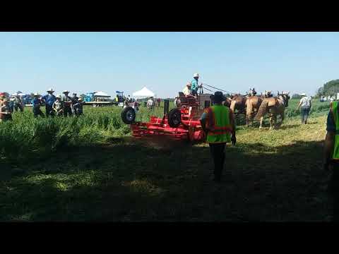 Horse drawn machinery,  with engine. Horse PROGRESS DAYS 2018