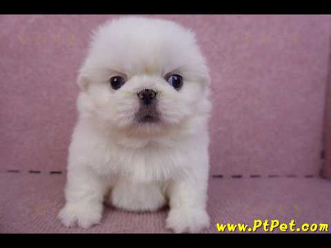 10/31北京狗母幼犬(新北新莊)