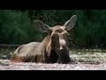 Black Fly Attack | A Moose Named Madeline | BBC Studios